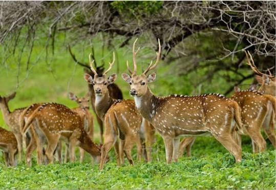 Sri Lankan Axis Deer, Spotted Deer (Axis axis ceylonensis) in Yala National Park